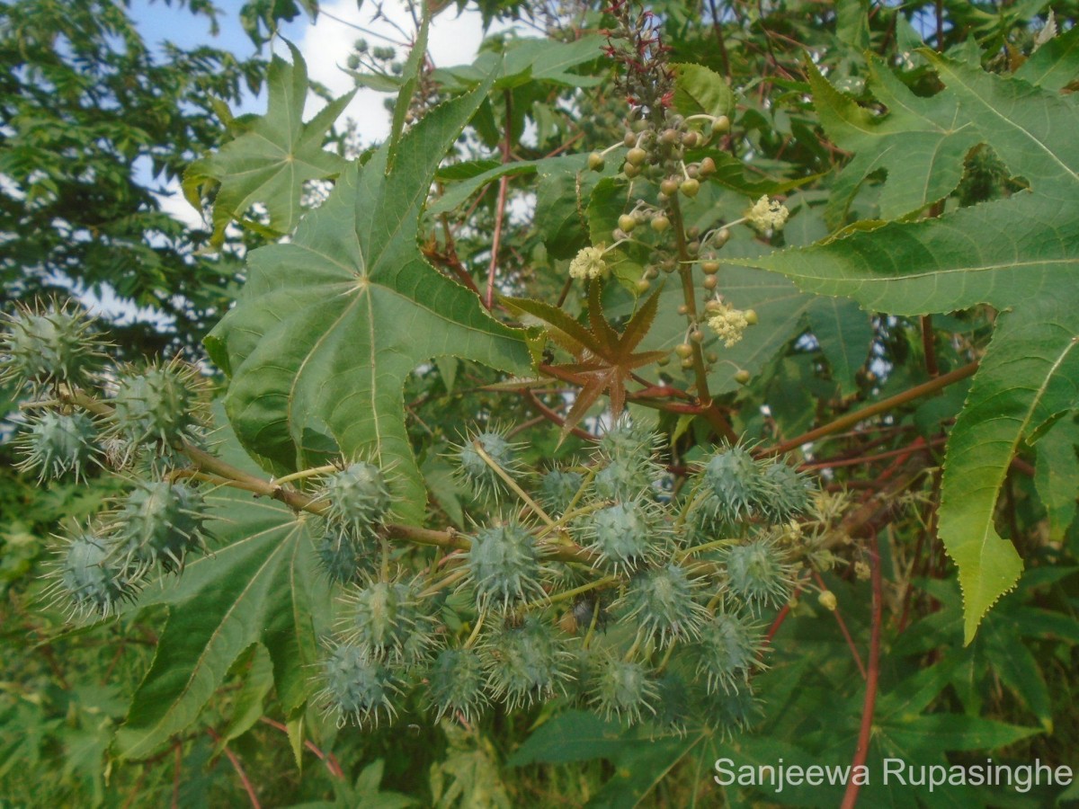 Ricinus communis L.